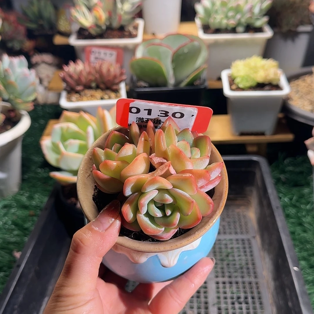 030一物一拍（满28包邮）