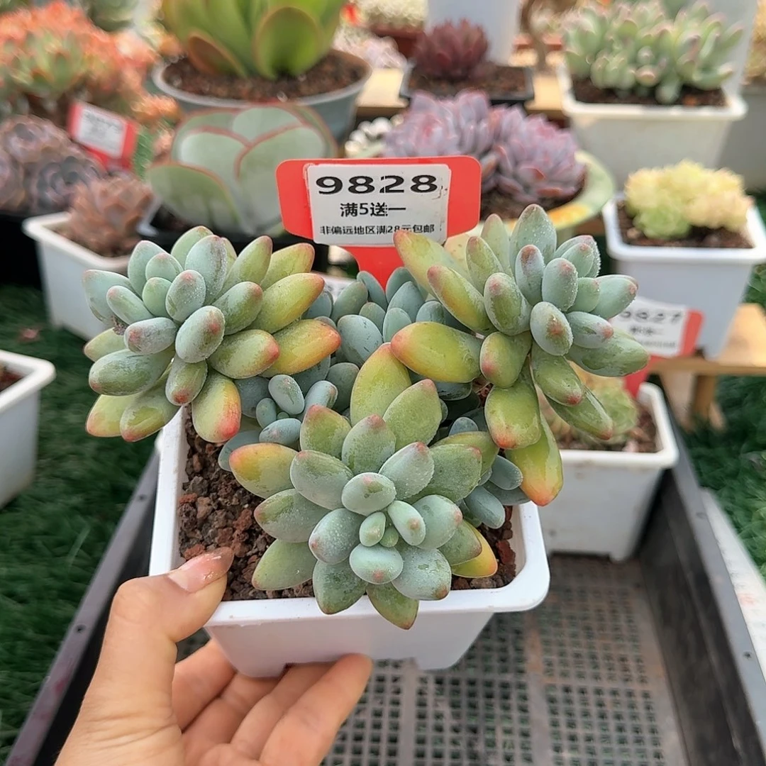 9828一物一拍（满28包邮）