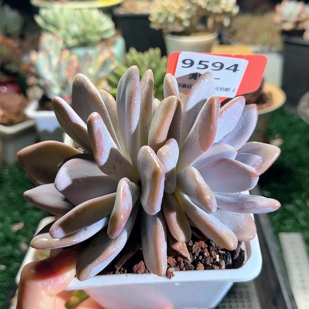 9594一物一拍（满28包邮）