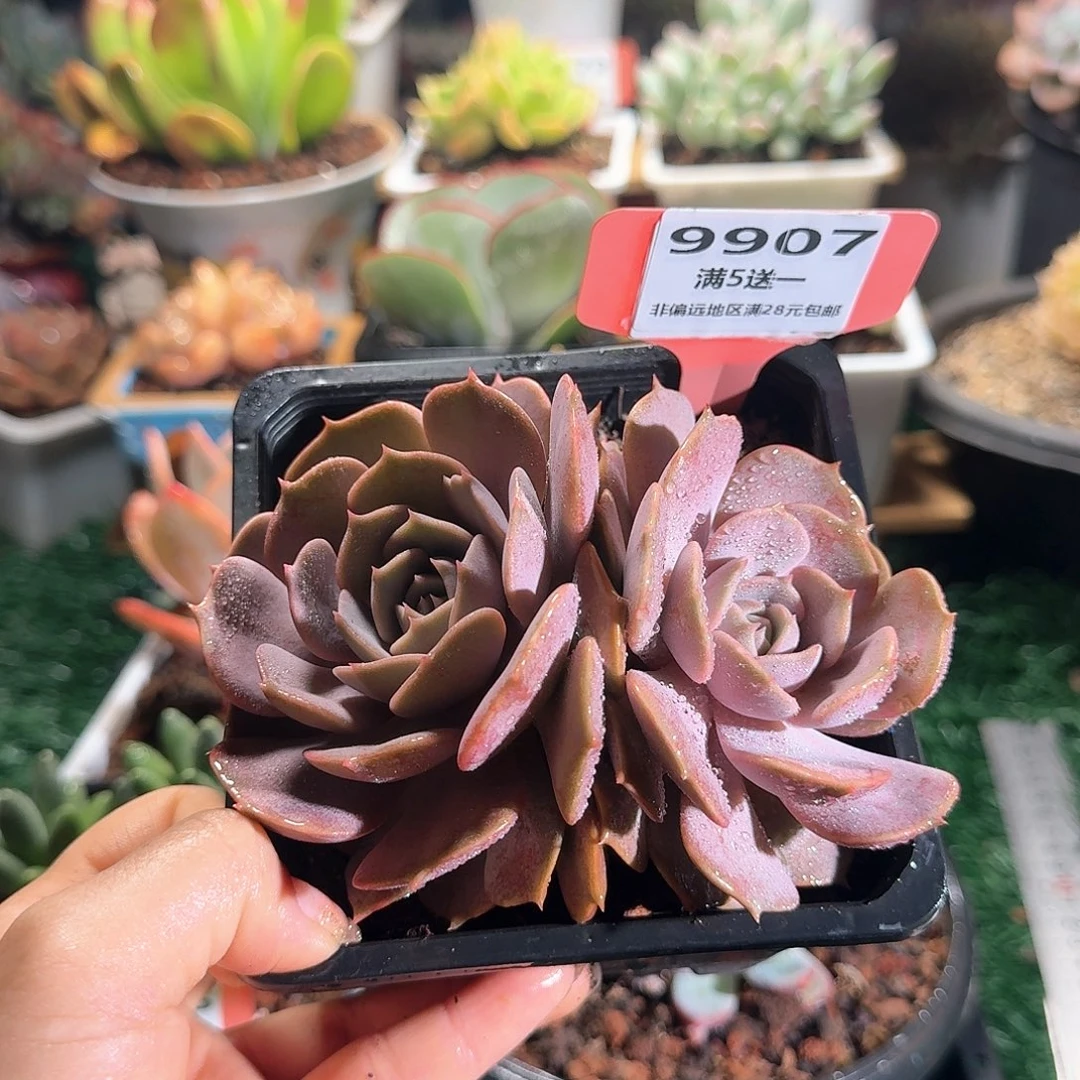 9907一物一拍（满28包邮）