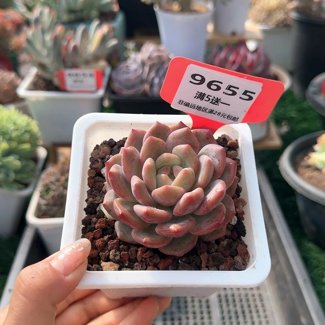 9655一物一拍（满28包邮）