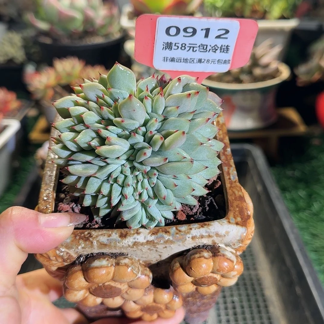 0912一物一拍（满28包邮）