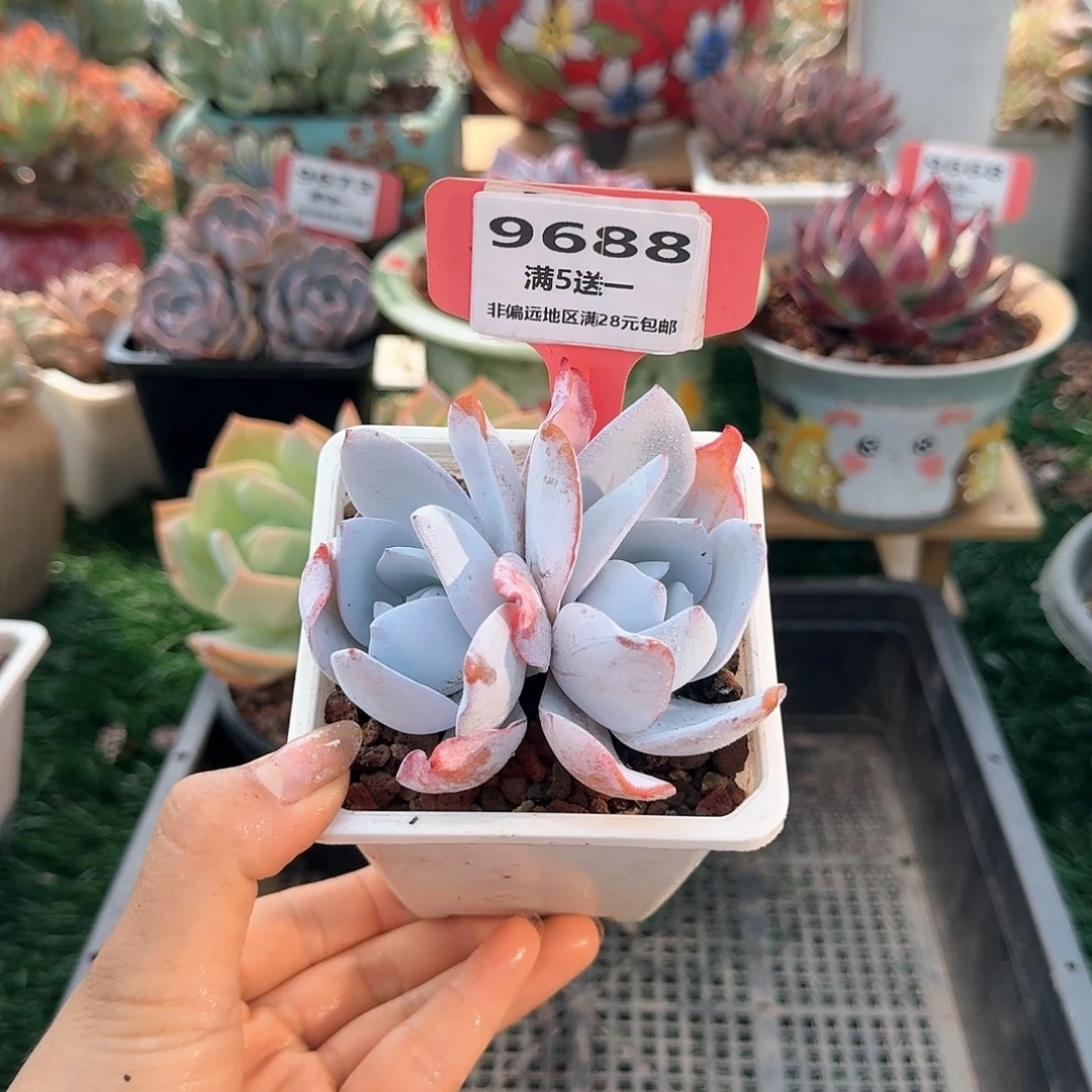 9688一物一拍（满28包邮）