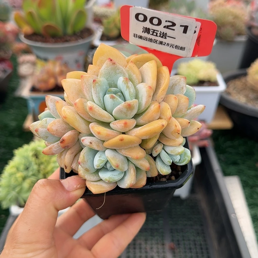 0021一物一拍（满28包邮）