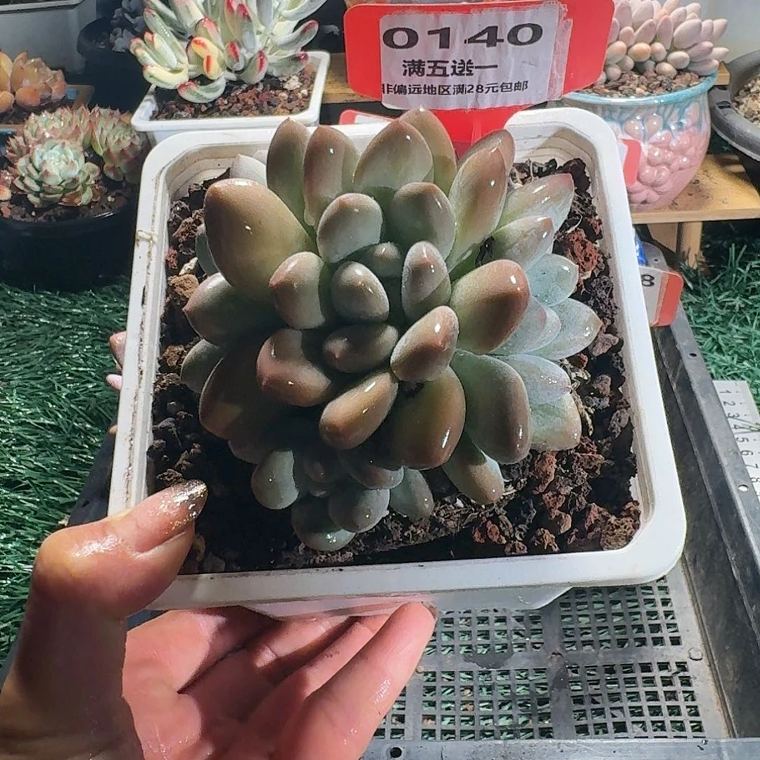 0140一物一拍(满28包邮)