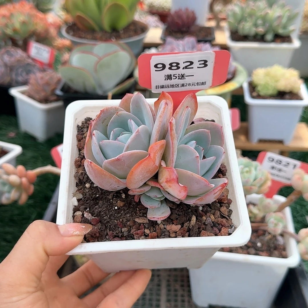 9823一物一拍（满28包邮）