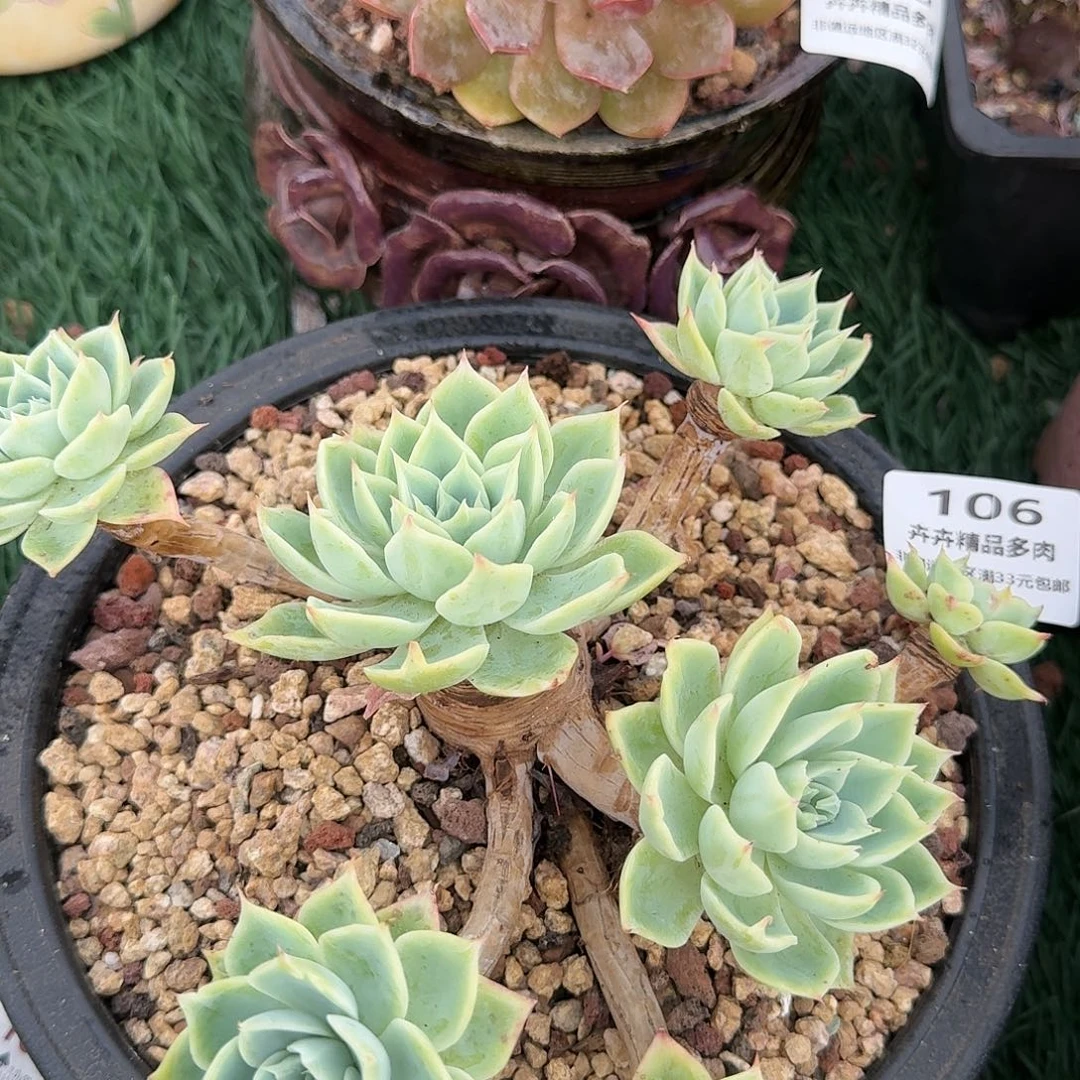 106一物一拍（满28包邮）