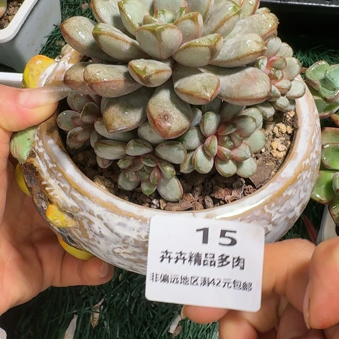 15一物一拍（满28包邮）