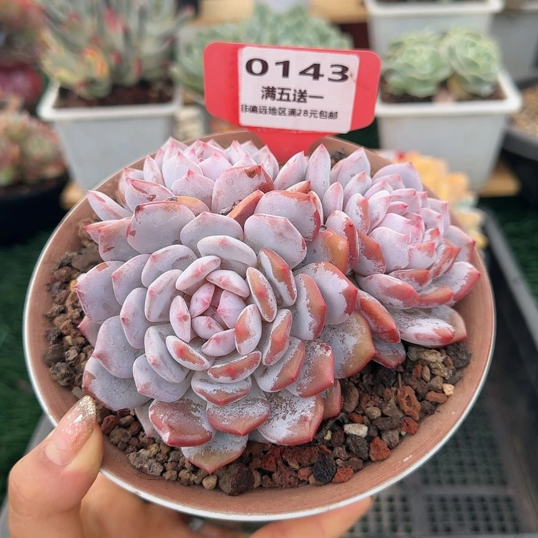 0143一物一拍（满28包邮）