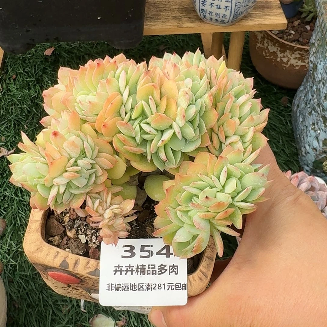 354一物一拍（28包邮）