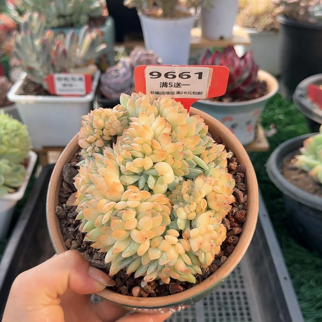 9661一物一拍（满28包邮）