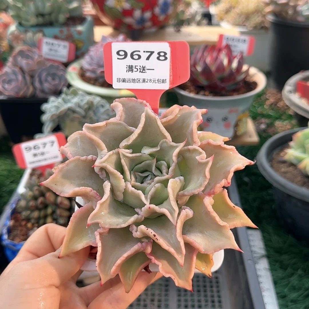 9678一物一拍（满28包邮）