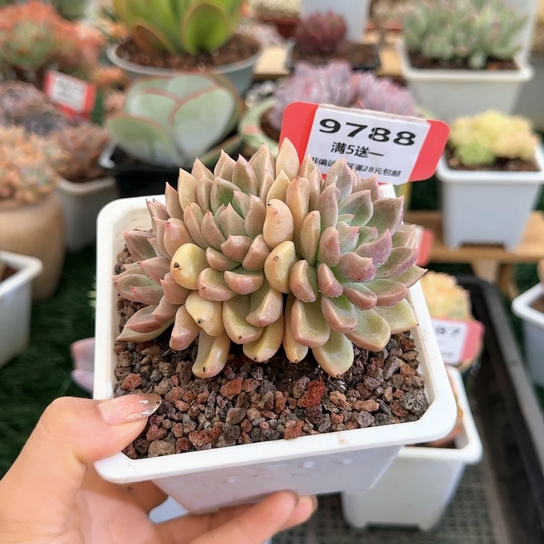 9788一物一拍（满28包邮）