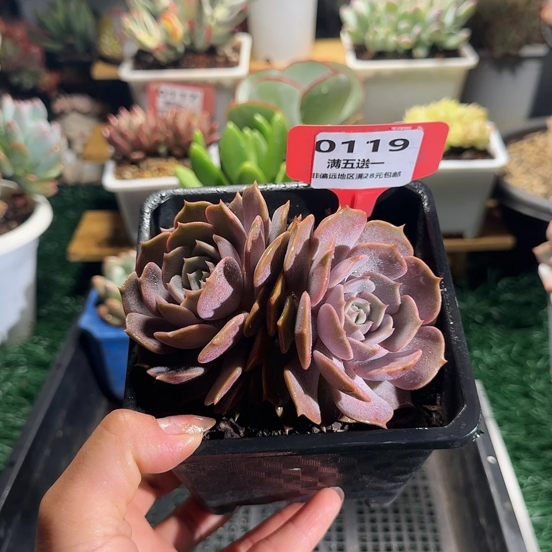 0119一物一拍（满28包邮）