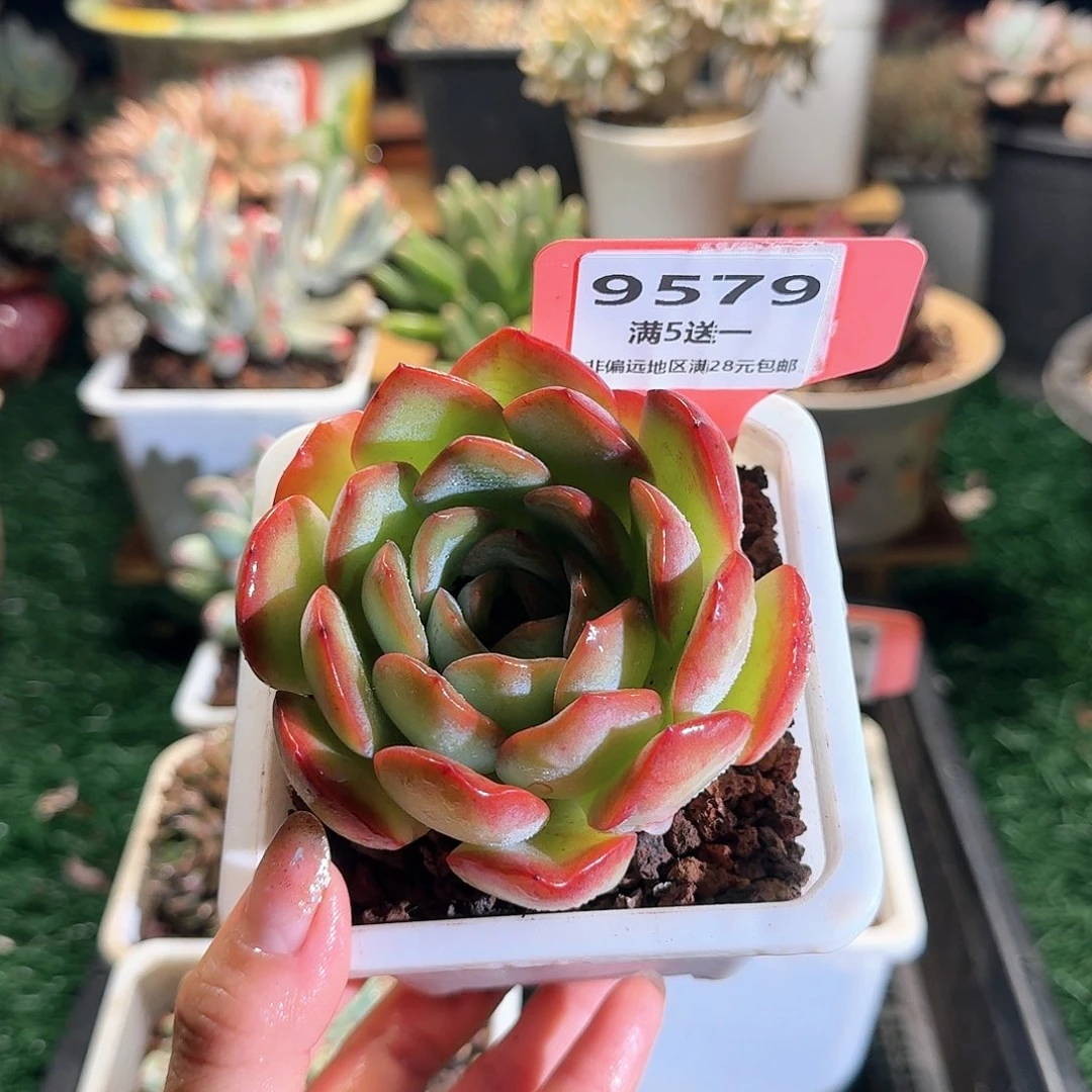 9579一物一拍（满28包邮）