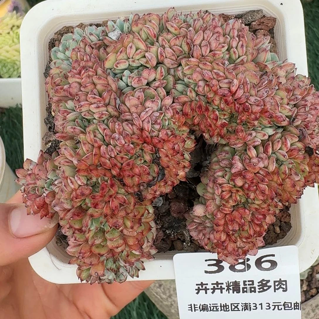 386一物一拍（满28包邮）