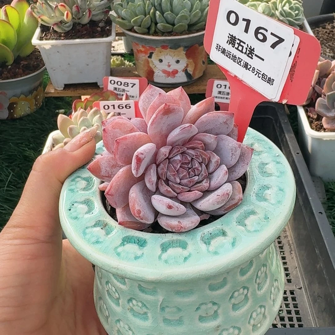 0167一物一拍(满28包邮)