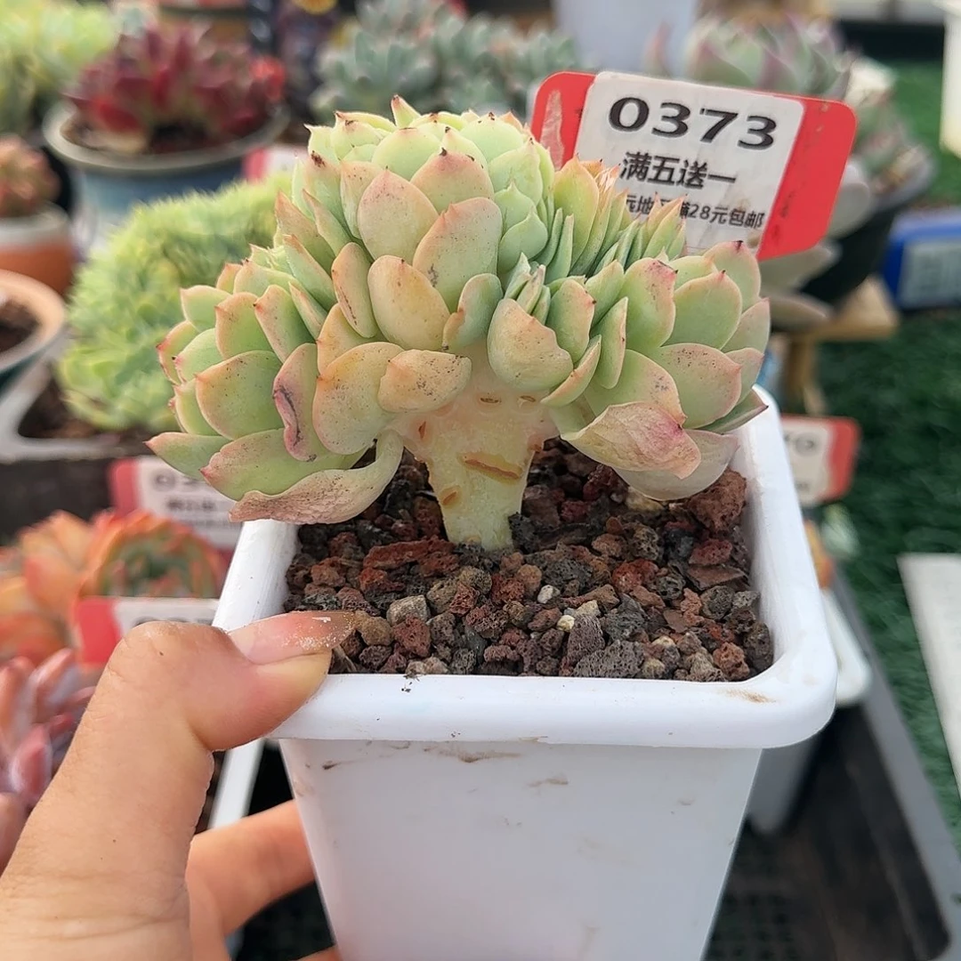 0373一物一拍（满28包邮）