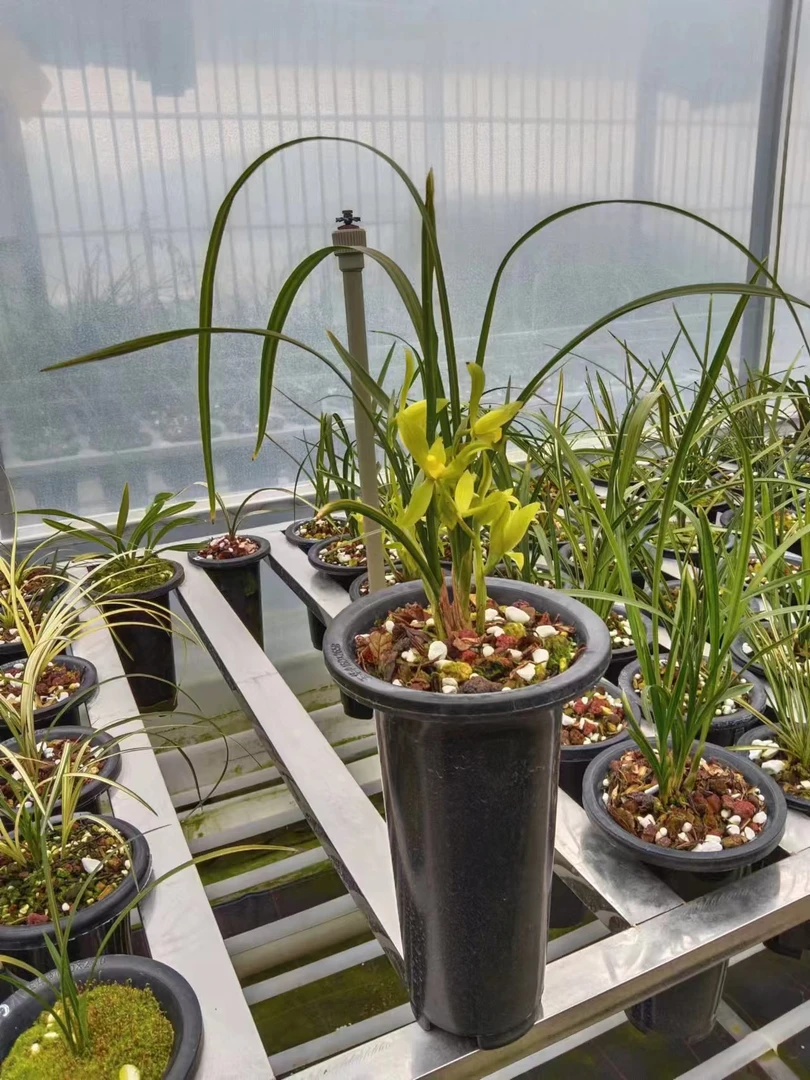 1号兰花一物一拍