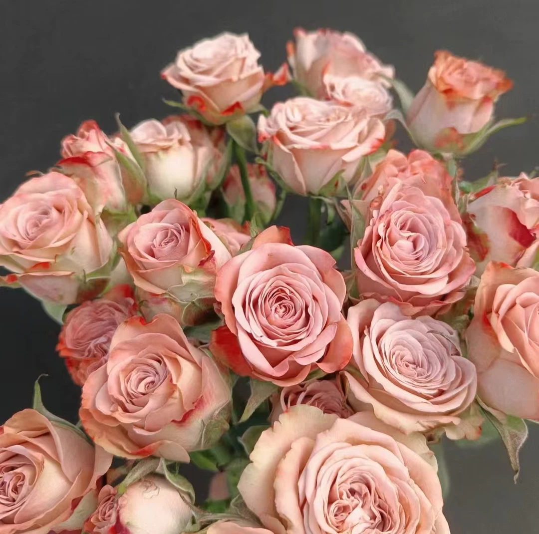 【不期而遇多头卡布奇诺玫瑰】稀有色玫瑰高品质高颜值云南基地直发