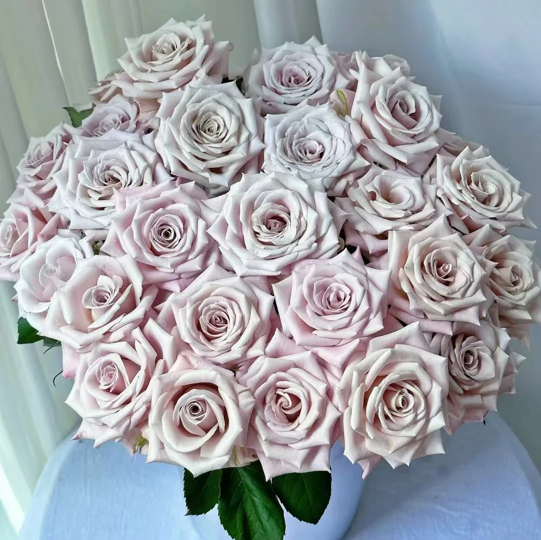 【曼塔】莫兰迪灰紫色调清新脱俗颜值高花期超长花型一致耐养