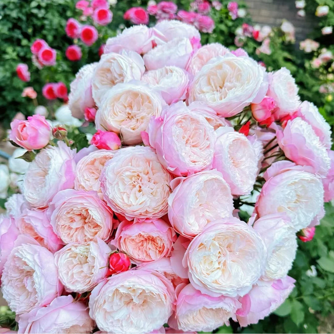 R【粉色惊艳 |康斯坦茨】玫瑰高品质云南昆明鲜花直发室内办公水培