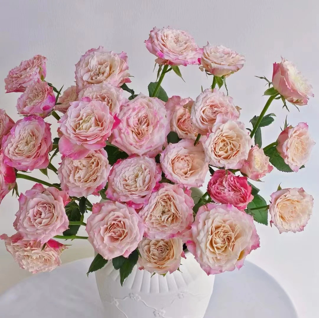 蓝贵花卉【乐悠】高颜值高品质室内水培鲜花云南基地直发养护花店