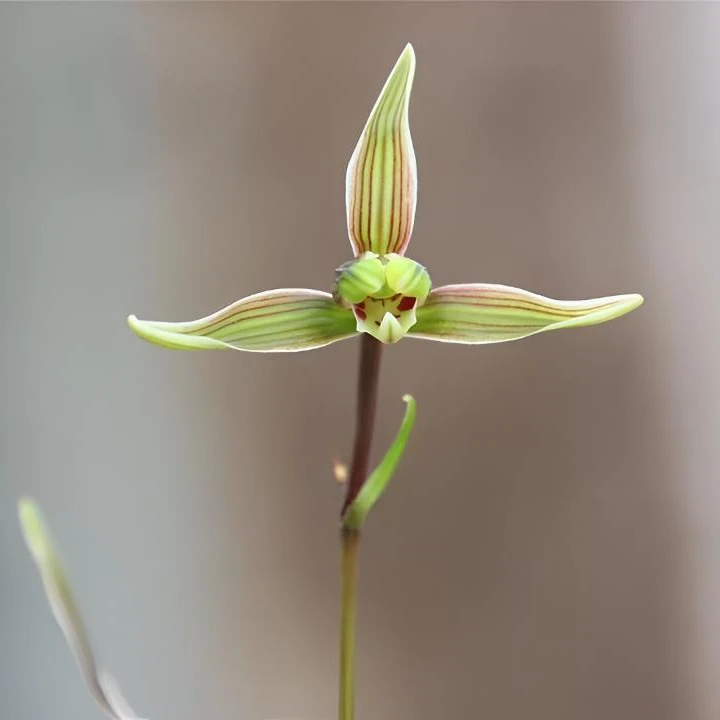 1号 兰天国兰直播间下单链接【寒兰专拍链接】一物一拍 所拍即所得
