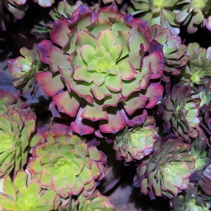 冠世墨玉精品老桩福利