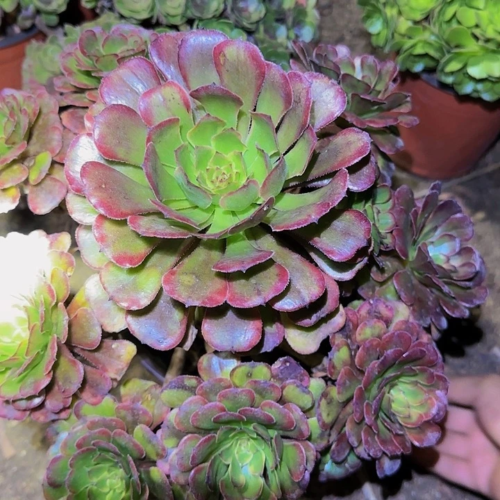 黑金刚老桩亏本福利