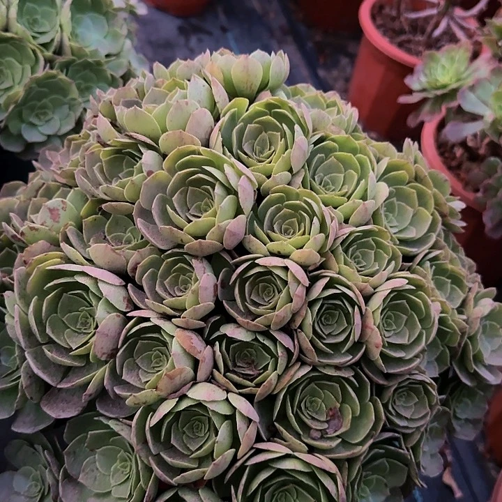 红心沙拉碗巨无霸绣球朵朵