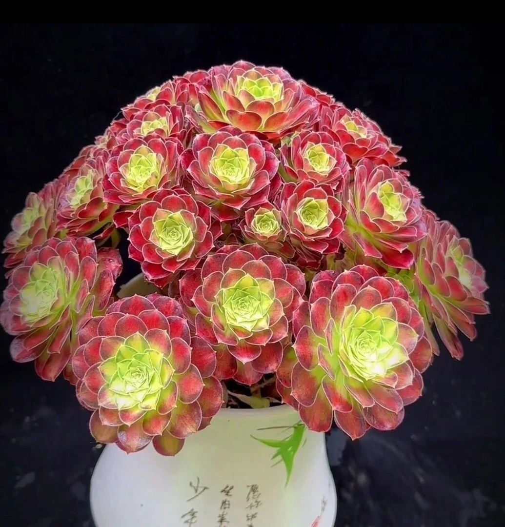 韶华法师锦精品捧花