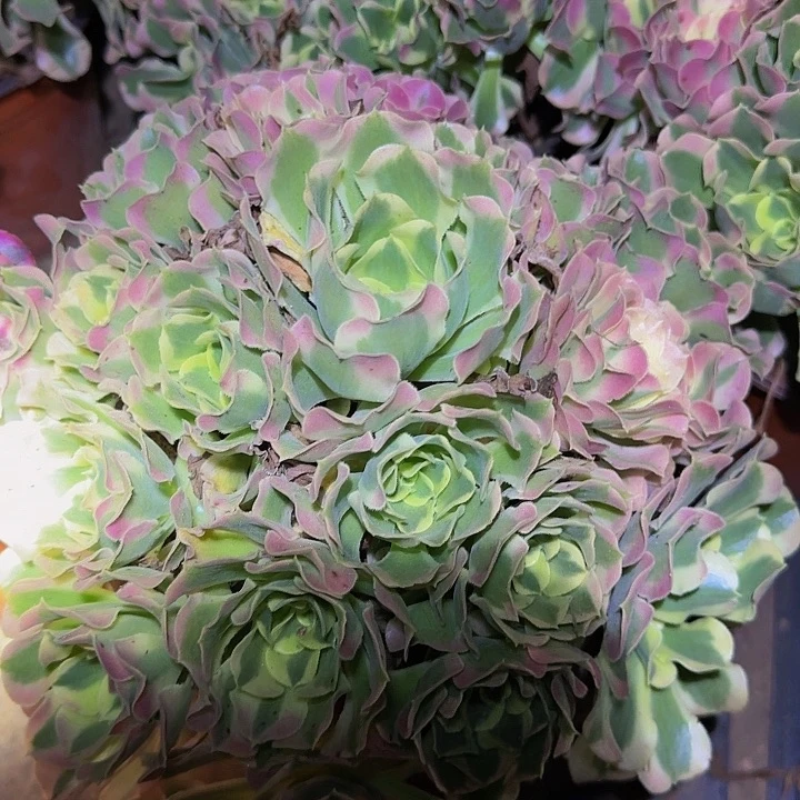 精品老桩白凤捧花特价福利