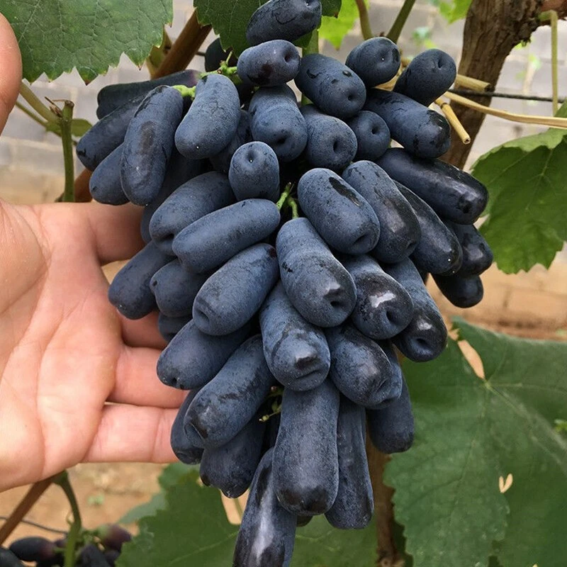 阳光玫瑰葡萄巨峰蓝宝石葡萄树苗盆栽果树苗南北方种植阳台庭院