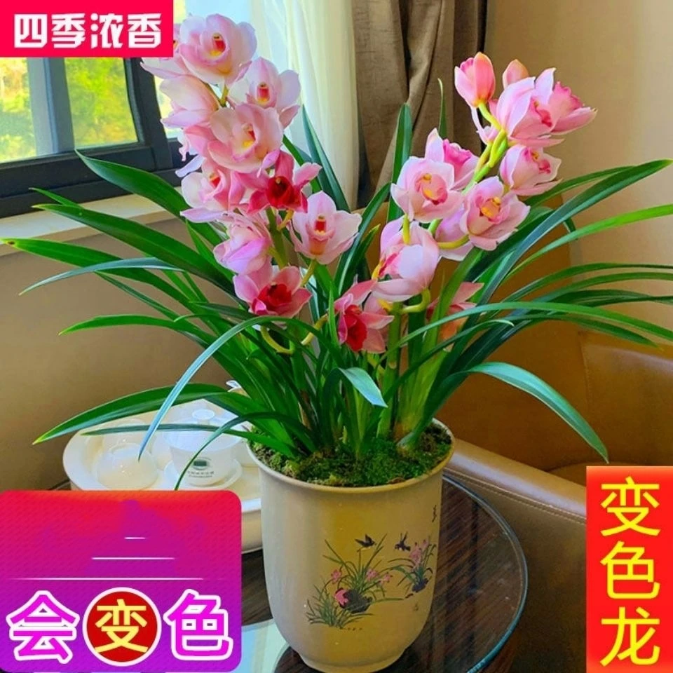 兰花盆栽建兰四季兰大凤素夏秋四季开客厅花卉植物室内花好养易活