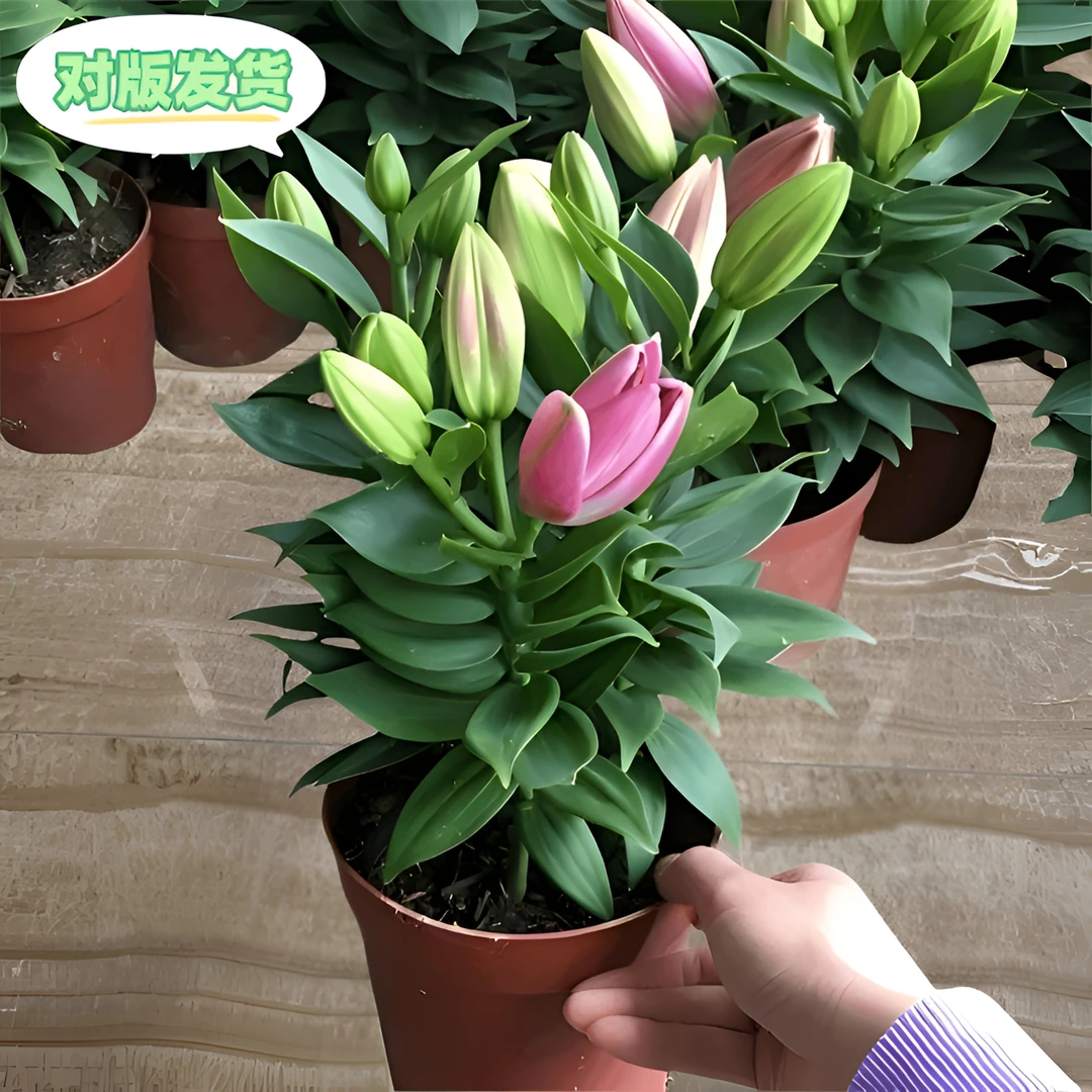 百合花种球香水百合四季开花好养易活花卉植物室内外花苗绿植盆栽