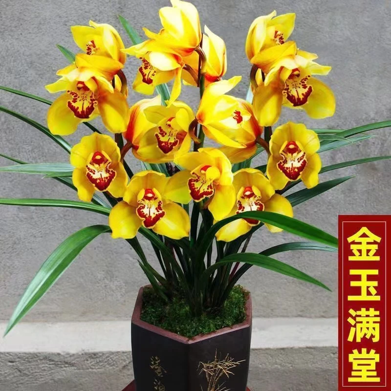 四季兰花苗盆栽开花室内外耐寒好养君子兰 蝴蝶兰花卉 绿植物客厅