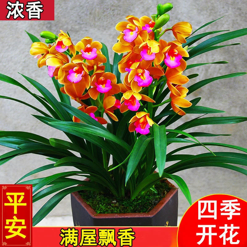好养易活新款浓香兰花苗盆栽四季开花墨兰建兰蕙兰室内阳台的绿植
