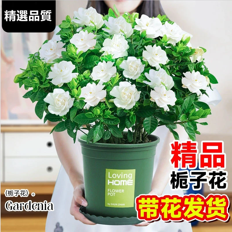 大盆栀子花盆栽带花苞浓香四季开花花卉室内净化空气办公室除甲醛