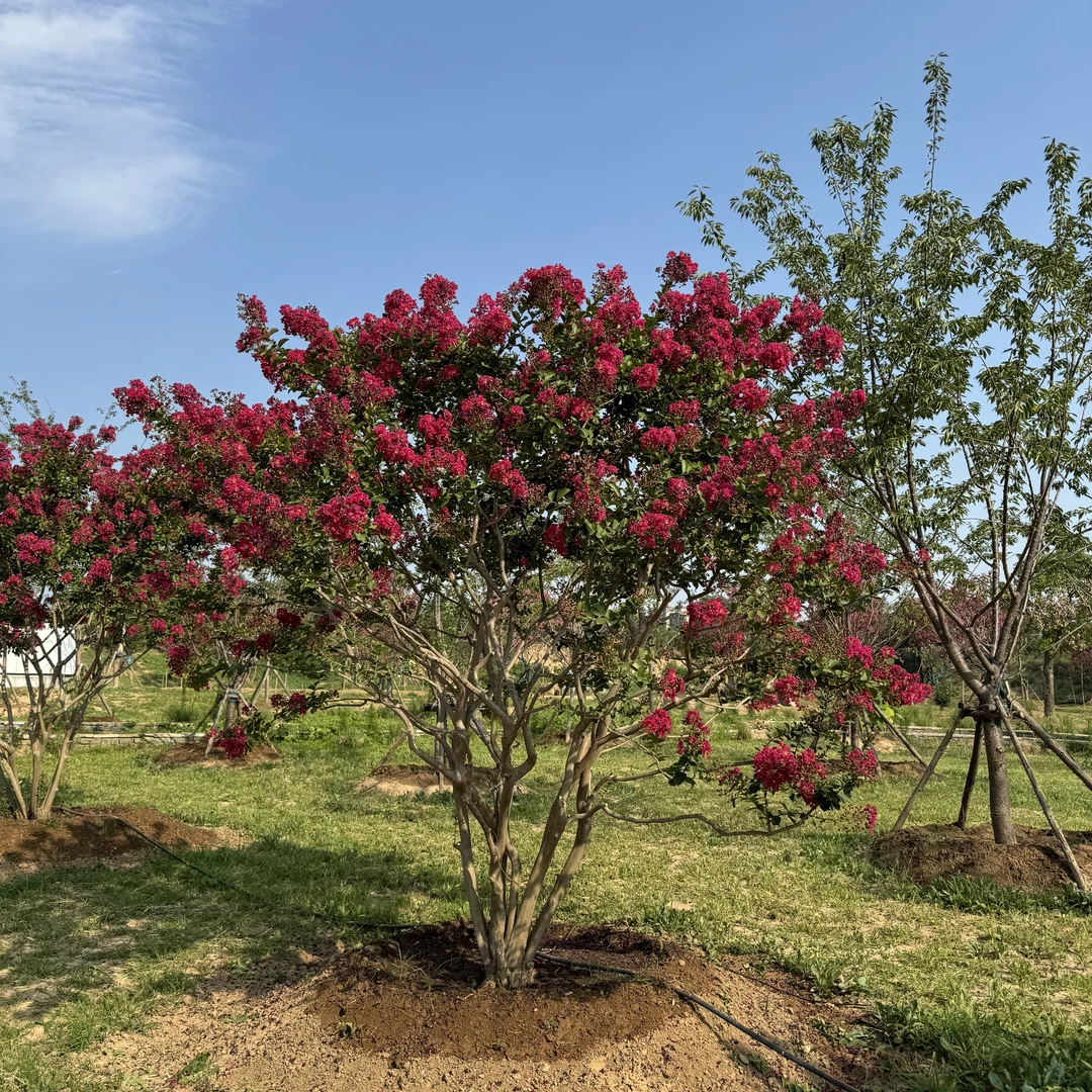 高品丛生玫瑰红紫薇