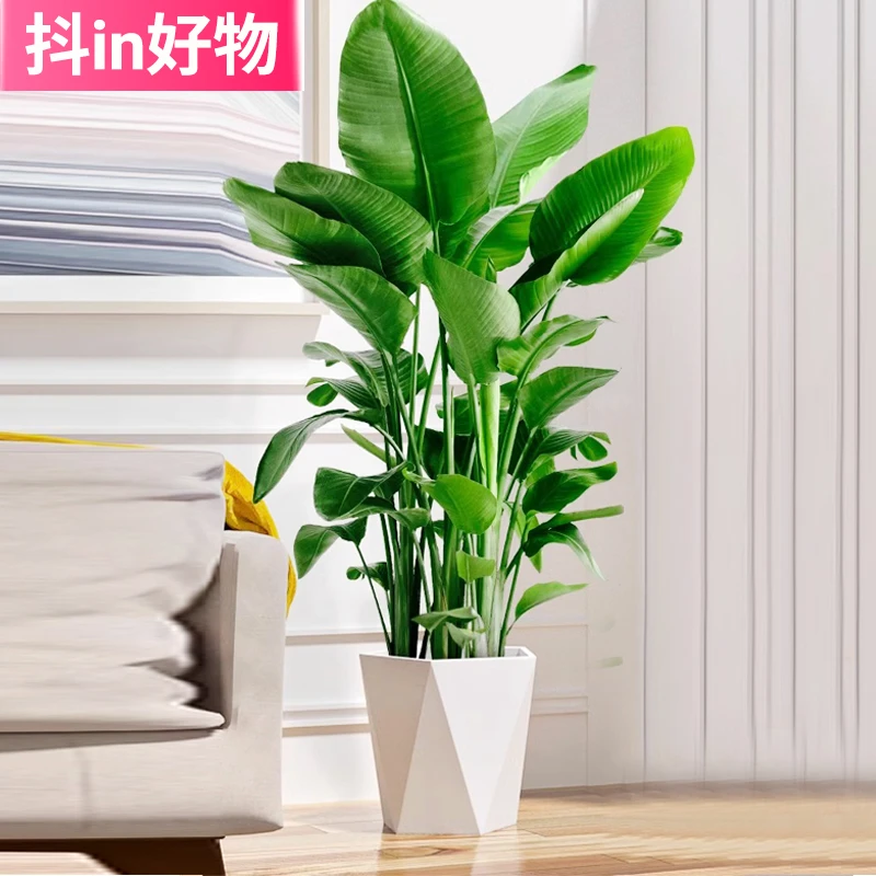【亏米冲量】1.3米天堂鸟鹤望兰大型懒人植物室内好养【花好美悦】