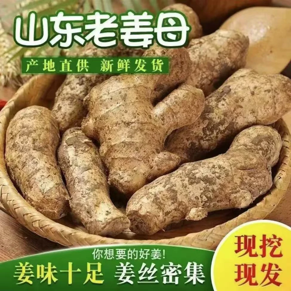 老姜母山东老姜母老姜坐月子生姜特辣老姜现挖现发带泥母子老姜