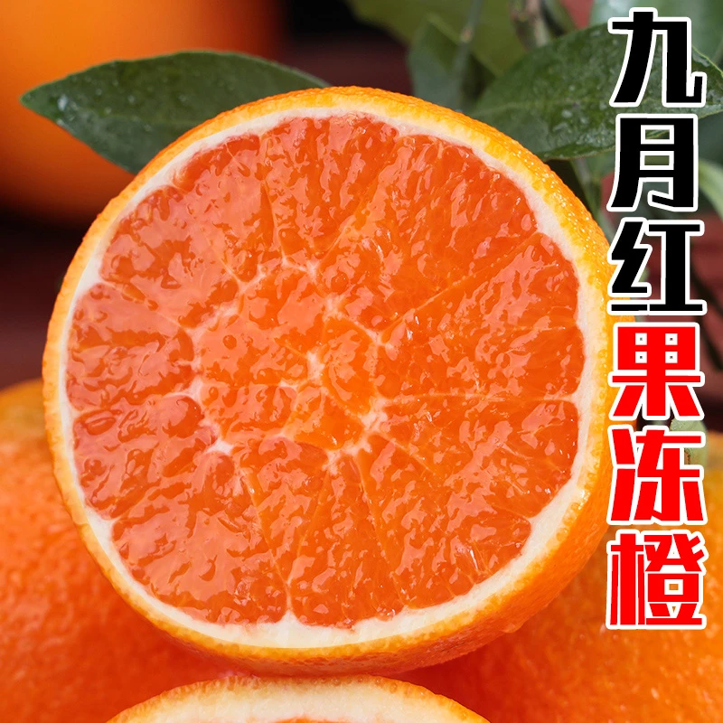 【好物推荐】湖北秭归九月红秋橙净重5/9斤酸甜爆汁应季新鲜水果