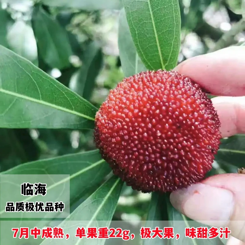 临海杨梅苗树地栽南北方庭院盆栽种植嫁接杨梅特大果树苗当年结果