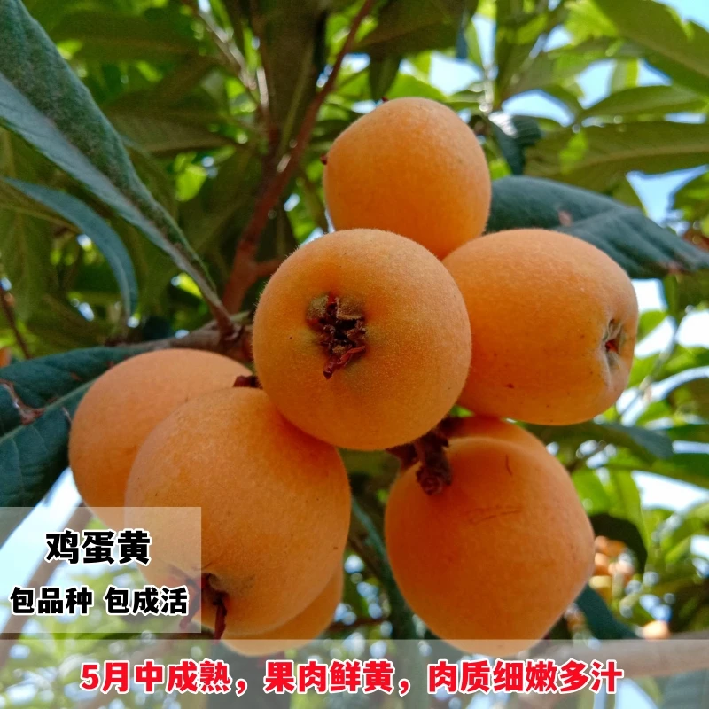 新品种鸡蛋黄甜蜜枇杷苗嫁接枇杷苗南方北方种植地栽果树当年结果