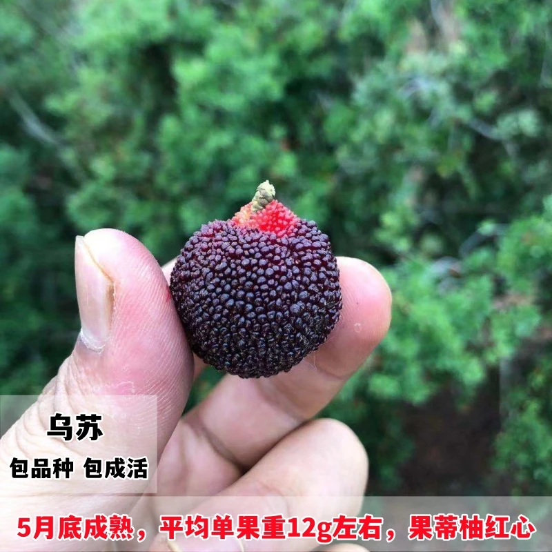 乌苏杨梅苗树地栽南北方庭院盆栽种植嫁接杨梅特大果树苗当年结果