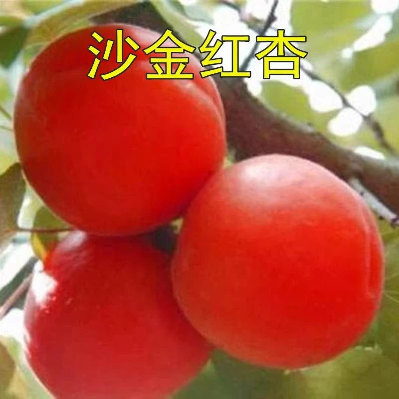 嫁接杏树苗特大早熟甜杏子苗南方北方种植盆栽地栽果树苗当年结果