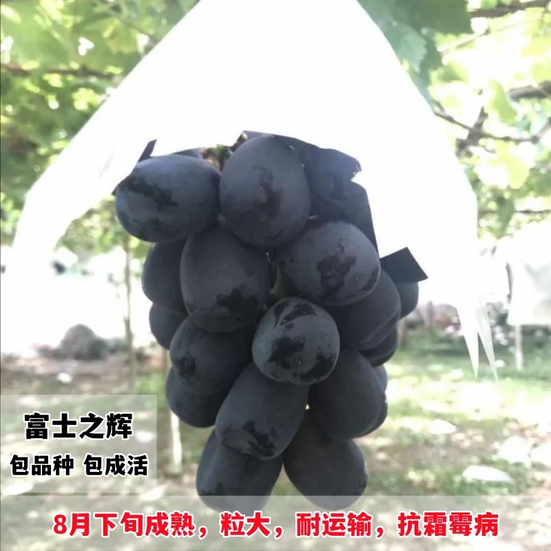 嫁接新品种富士之辉葡萄苗黑色阳光玫瑰葡萄树苗四季爬藤甜果树苗