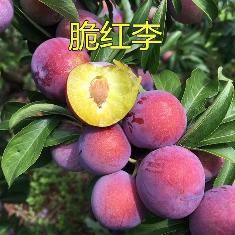 果树苗晚熟脆红李 红脆李子苗 脱骨李子果树苗当年结果