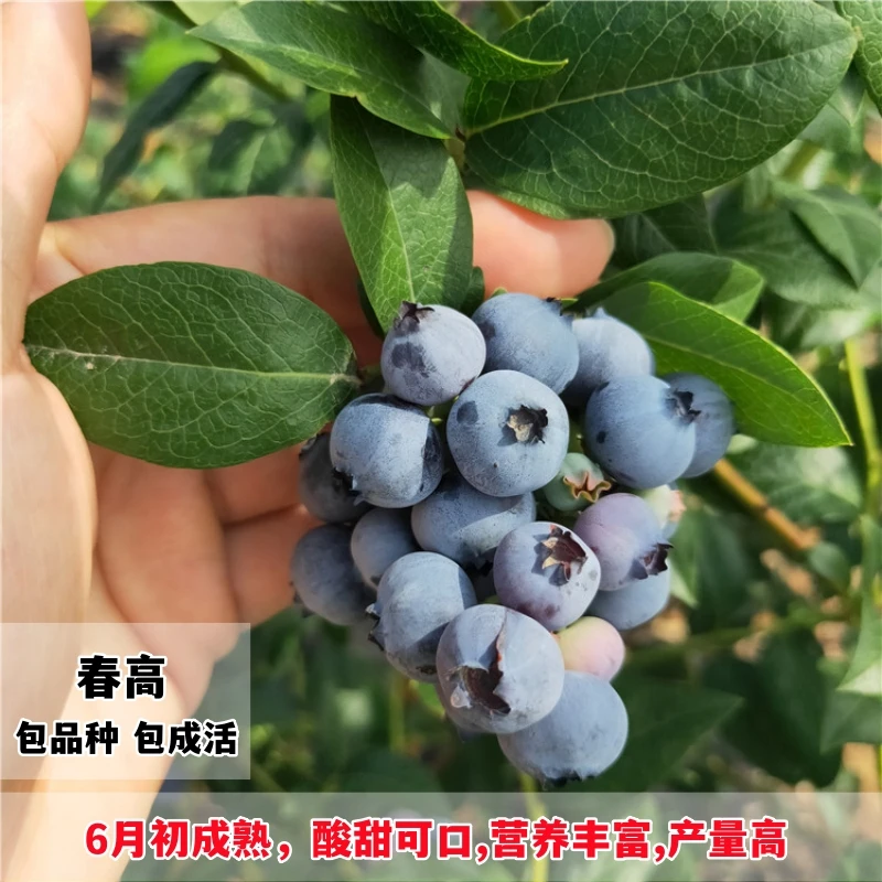 春高蓝莓树果苗盆栽地栽阳台果树苗南方北方种植当年结果蓝莓苗